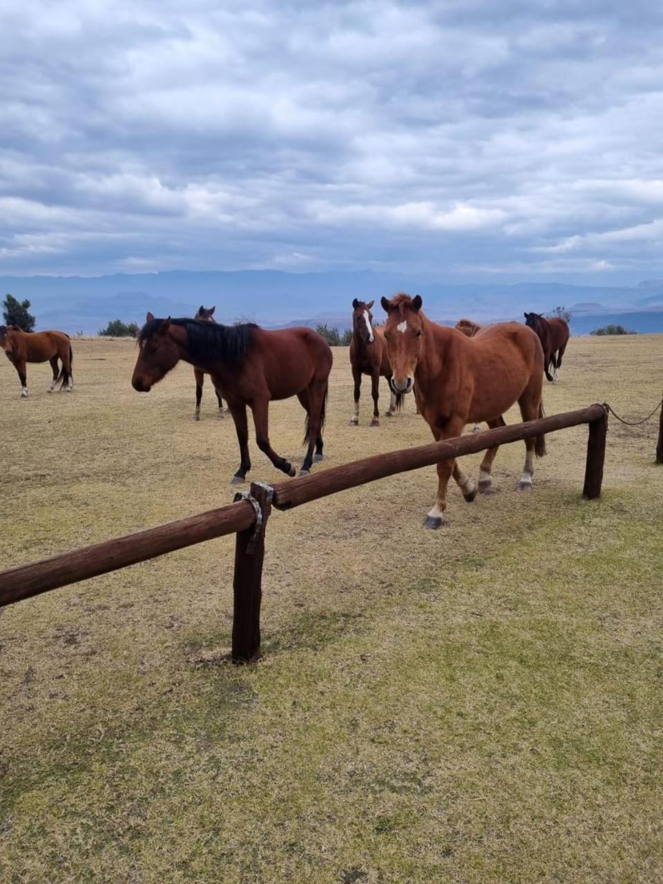 Drakensberg Mountain Retreat Guest House เบิร์กวิลล์ ภายนอก รูปภาพ