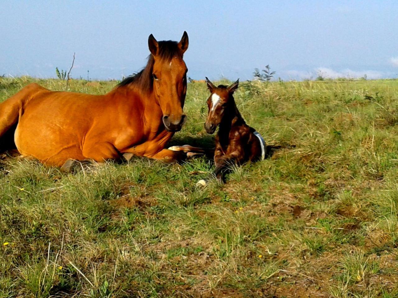 Drakensberg Mountain Retreat Guest House เบิร์กวิลล์ ภายนอก รูปภาพ